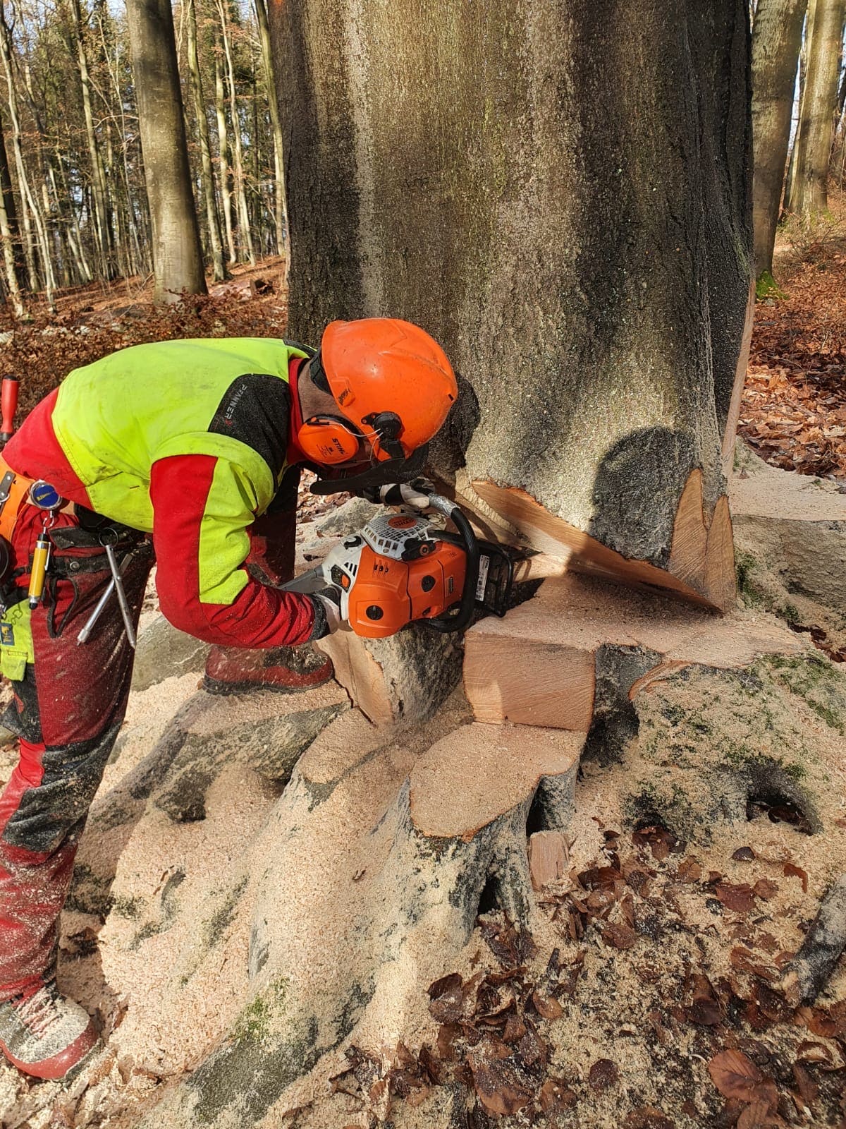 Baumfällung mit Seilklettertechnik